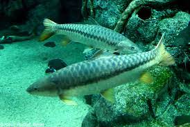 Tor putitora 'Golden Mahseer