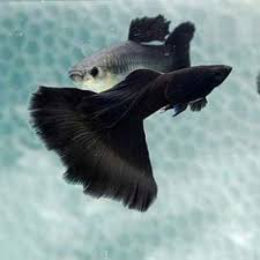 Full Black  Guppy Breeding pair - FreshWaterAquatica.com