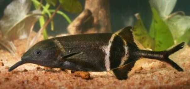Elephant Nose Fish 4inch - FreshWaterAquatica.com
