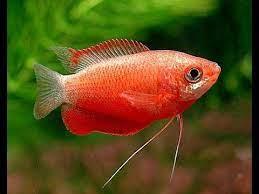 Red Honey Gourami - FreshWaterAquatica.com