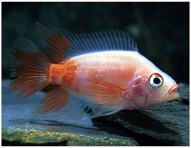 Midas cichlid - FreshWaterAquatica.com