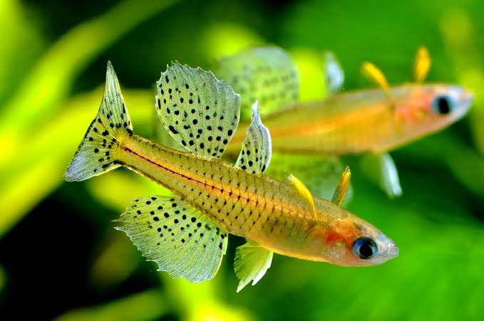 Gertrude Rainbowfish - FreshWaterAquatica.com