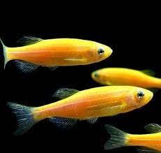 Yellow Zebra Danio - FreshWaterAquatica.com