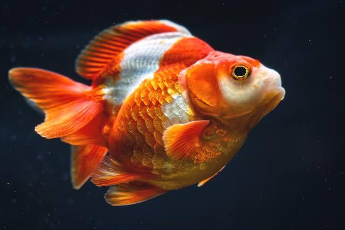 Ryukin Gold Fish - FreshWaterAquatica.com