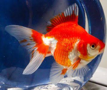 Ryukin Gold Fish - FreshWaterAquatica.com