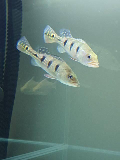 Peacock Bass - FreshWaterAquatica.com