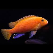 Red Zebra Orange Morph Cichlid - FreshWaterAquatica.com