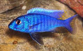 Blue Peacock Cichlid - FreshWaterAquatica.com