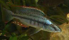 Malawi eye biter - FreshWaterAquatica.com