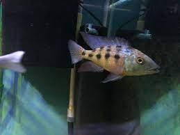 Rostratus Cichlid - FreshWaterAquatica.com