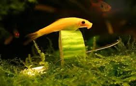 Golden Algae Eater - FreshWaterAquatica.com