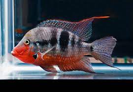 Firemouth cichlid - FreshWaterAquatica.com