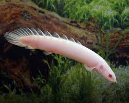 Albino senegal bichir - FreshWaterAquatica.com