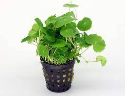 Hydrocotyle tripartita (Hydrocotyle)