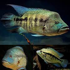 Wolf fish Cichlid 3.5inches