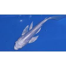 Milky White Koi Fish - FreshWaterAquatica.com