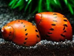 Spotted Snail - FreshWaterAquatica.com