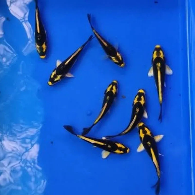 Kabuto koi Fish FRESHWATERAQUATICA - Main Image