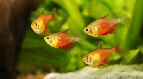 Flame Tetra (Von Rio Tetra) Fish - FreshWaterAquatica.com