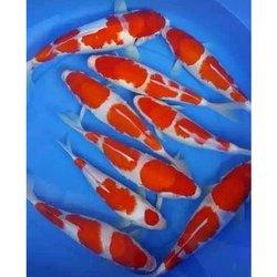 Japanese KOI CARP - FreshWaterAquatica.com