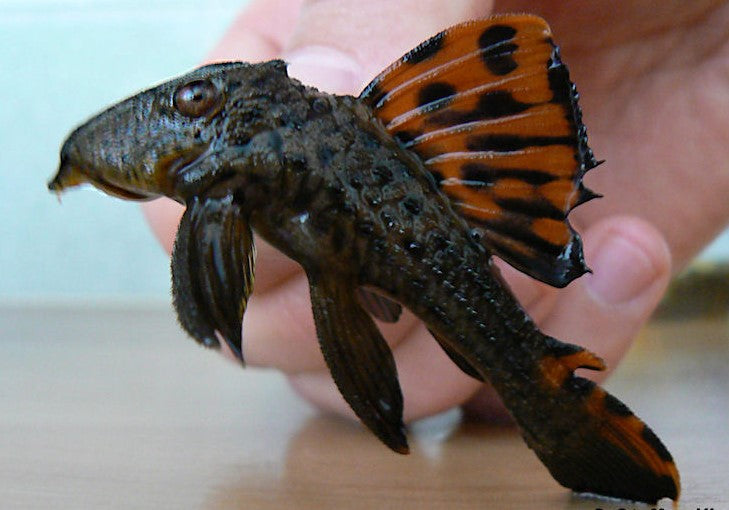 L-91 (LEPORACANTHICUS TRIACTIS)