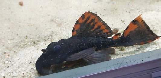 L-91 (LEPORACANTHICUS TRIACTIS)