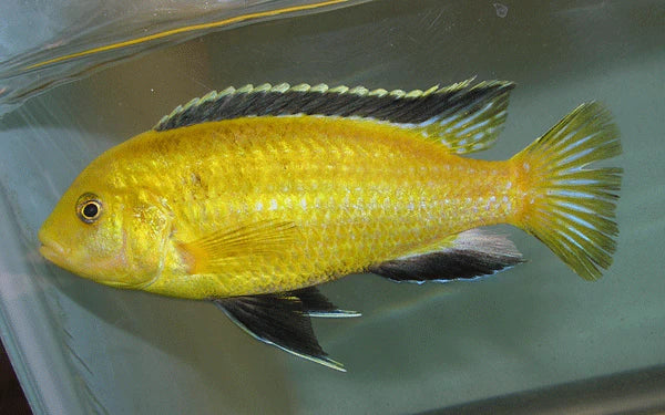Electric Yellow lab Banana Cichlid - FreshWaterAquatica.com
