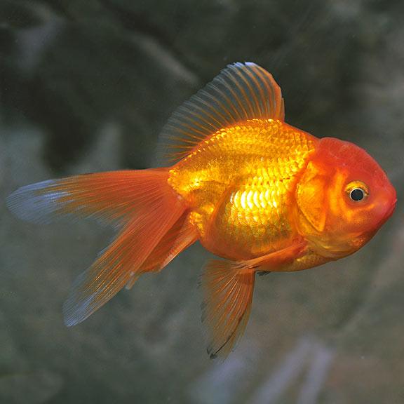 Oranda Gold Fish - FreshWaterAquatica.com