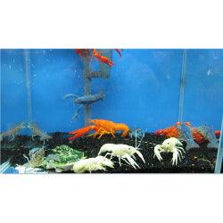 White Lobster - FreshWaterAquatica.com