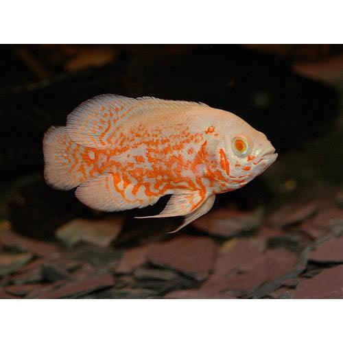 Mango Oscar 2" - FreshWaterAquatica.com