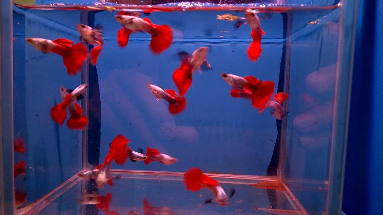 Red tail  Guppy - FreshWaterAquatica.com