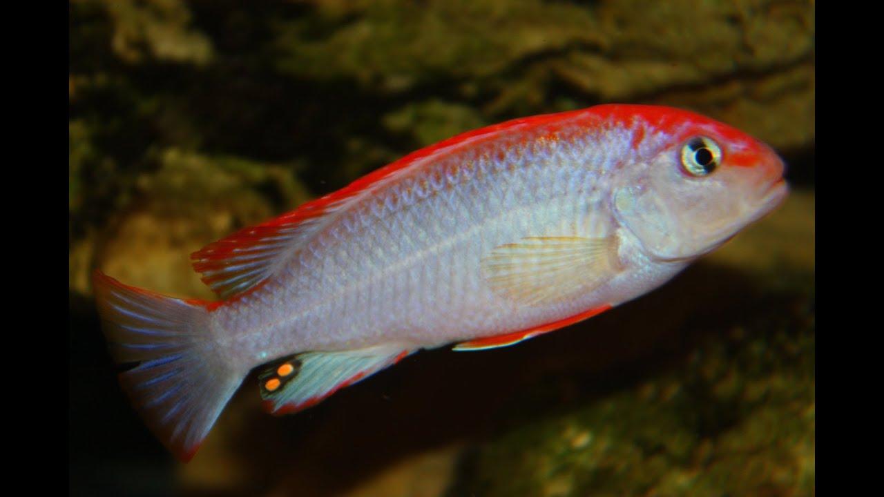 RedTop Mbuna - FreshWaterAquatica.com