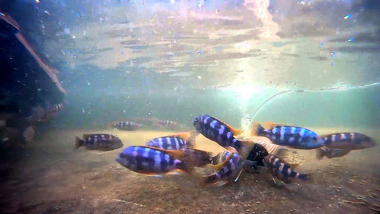 Petro chitimba - FreshWaterAquatica.com