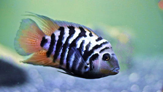 Convict Cichlid - FreshWaterAquatica.com