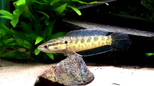 Channa punctata “Indian Checkerboard Snakehead”