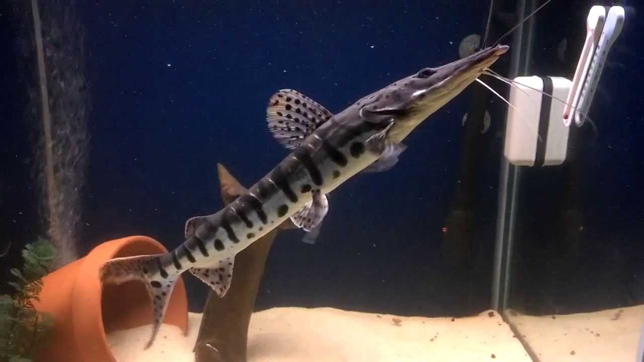 Tiger Shovelnose cat fish 18 inches