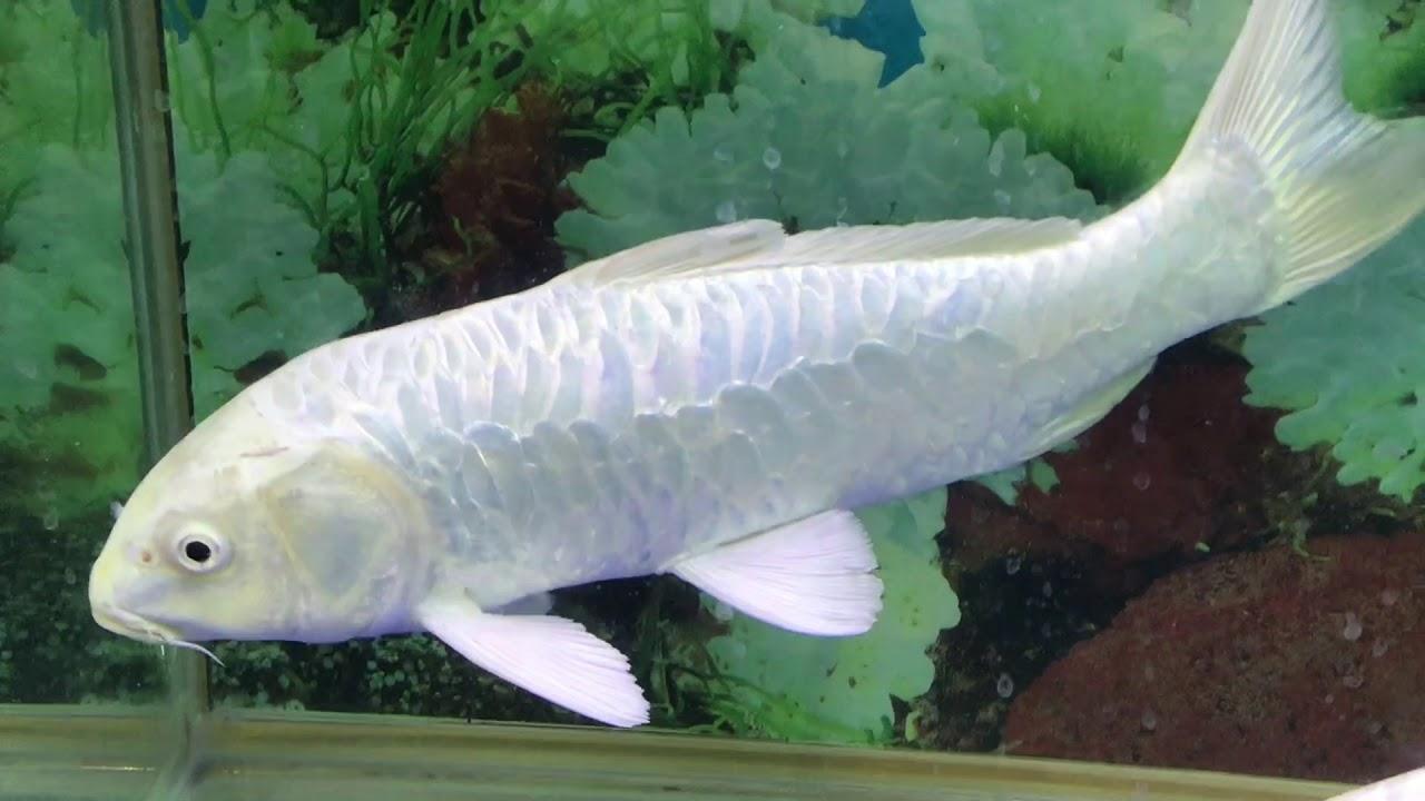 Milky White Koi Fish - FreshWaterAquatica.com