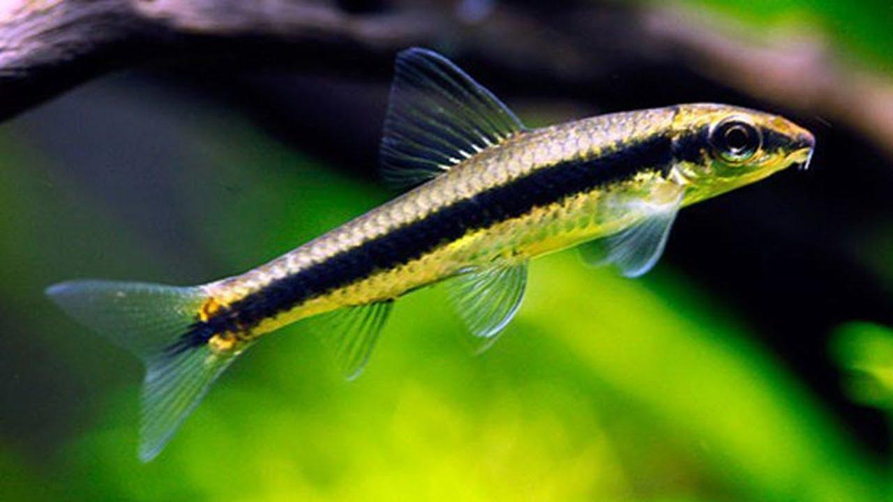 Siamesne Alage eater - FreshWaterAquatica.com