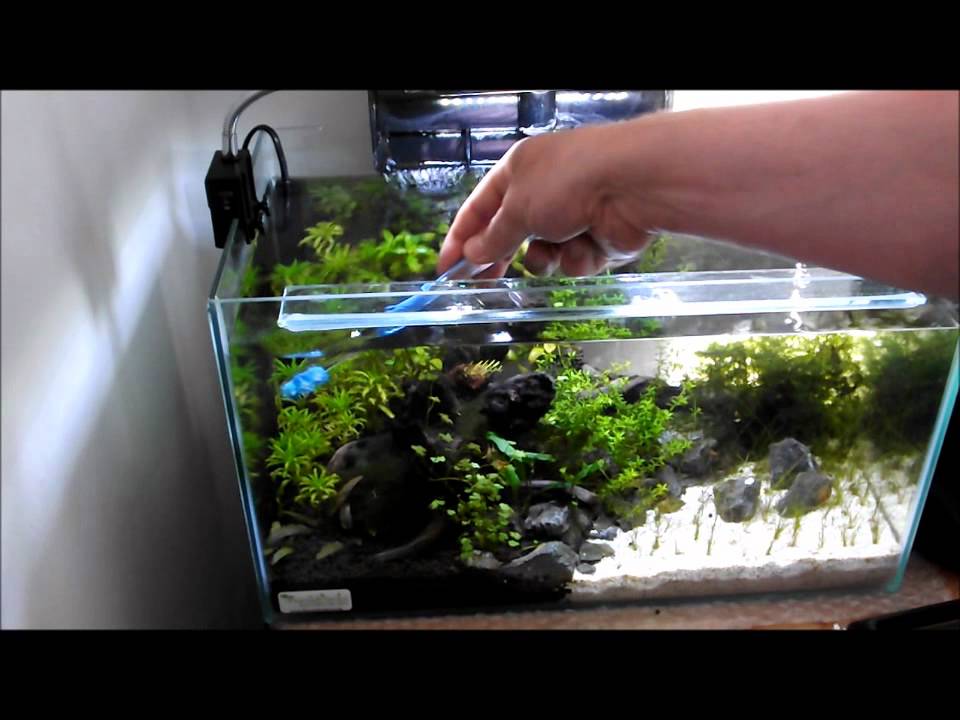 AQUARIUM CLEANING SERVICES for Planted tank - FreshWaterAquatica.com