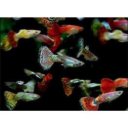 Multi Color Guppies ( Single Male ) - FreshWaterAquatica.com