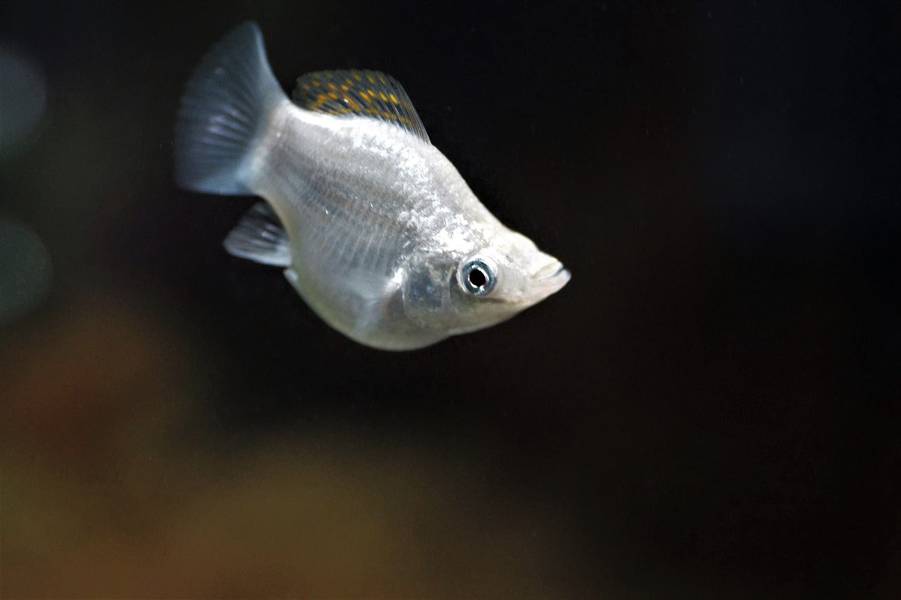 Balloon White Molly - FreshWaterAquatica.com