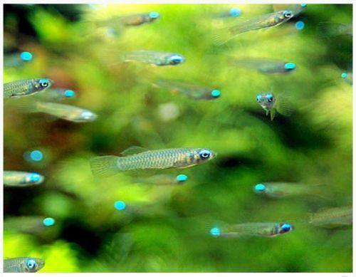 Lampeye Tetra - FreshWaterAquatica.com