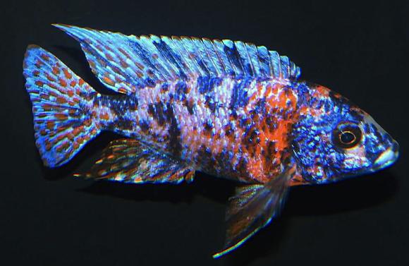 Blue OB Peacock Cichlid - FreshWaterAquatica.com