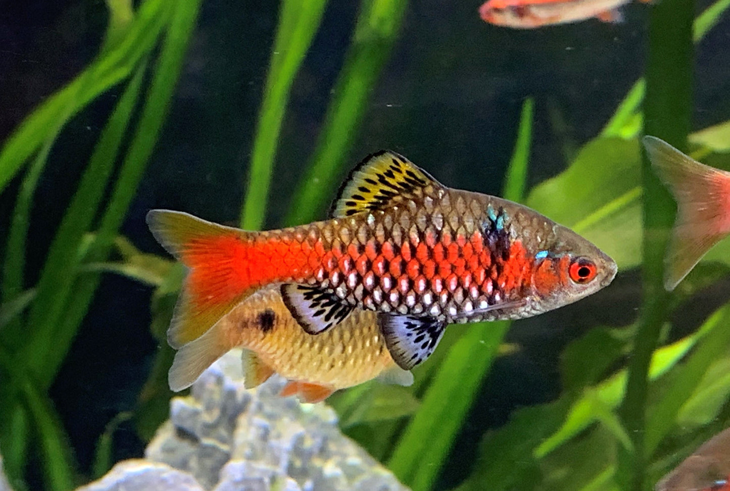 Odessa barb