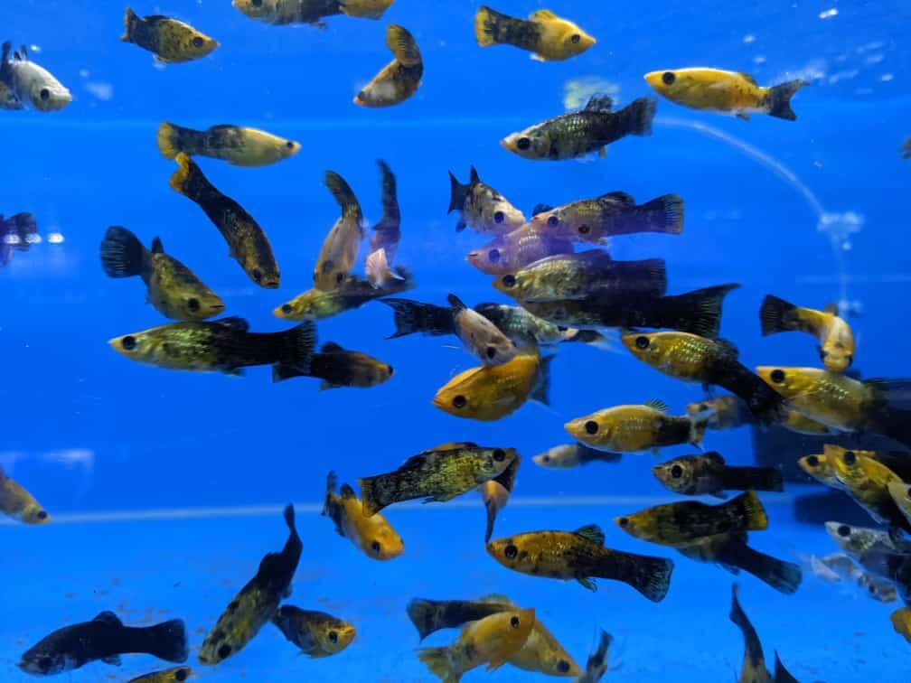 Panda Molly Chocolate - FreshWaterAquatica.com