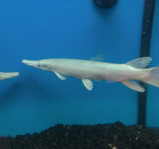 Snow White Gar