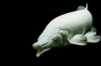 Snow White Gar
