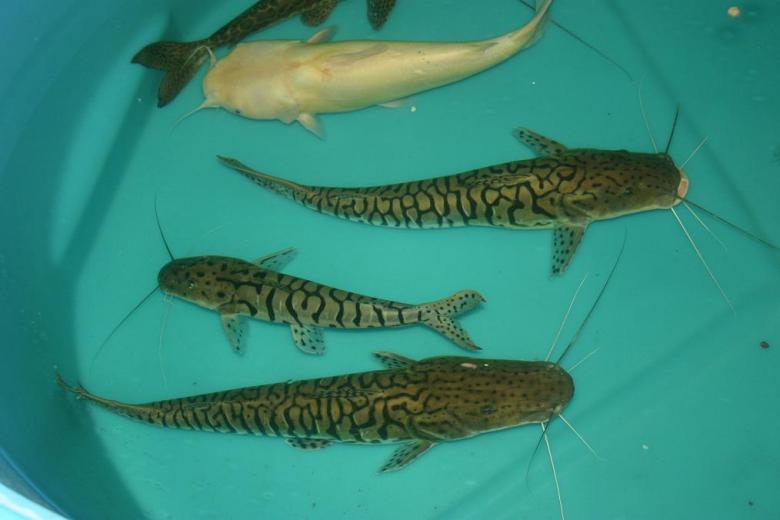 Tiger Shovelnose cat fish 18 inches