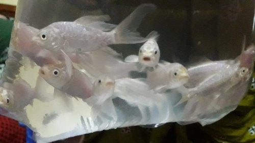 Milky White Koi Fish - FreshWaterAquatica.com
