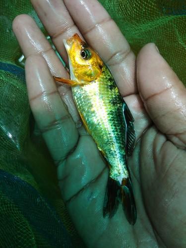 Regular koi CARP mixed colors - FreshWaterAquatica.com